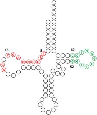 tRNA engineering strategies for genetic code expansion